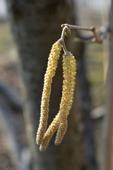 plant in the spring