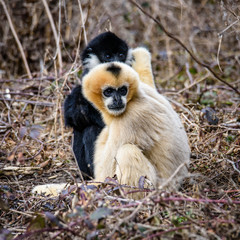 Common gibbon, White-handed gibbon