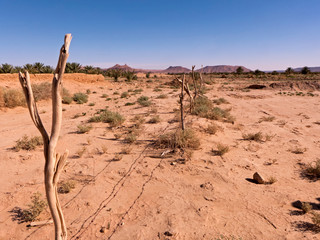 Die Oase mit ihrem Dattelpalmen in der Nähe von Ouzina ist mit einem Stacheldrahtzaun eingezäunt.