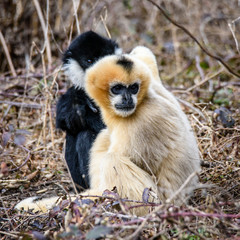 Common gibbon, White-handed gibbon