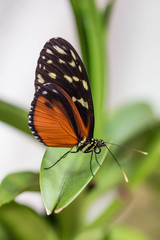 Black butterfly with white dots