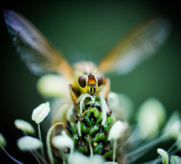 Hoverfly