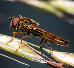 Platycheirus manicatus (male) is a species of hoverfly. Photo taken in Co Louth. Ireland