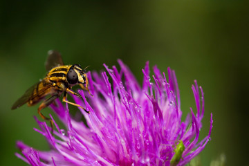 Hoverfly