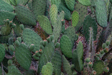 Cactus texture