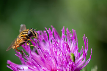 Hoverfly