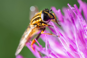 Hoverfly