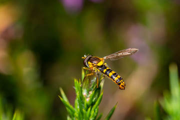 Hoverfly