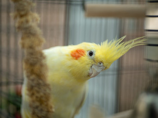 yellow lutino cockatiel in cage with millet