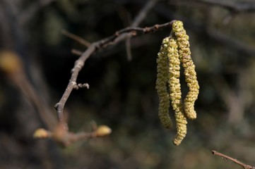 plant in the spring