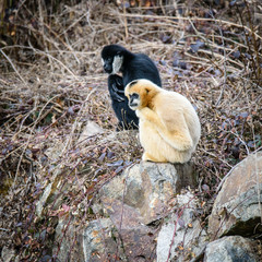Common gibbon, White-handed gibbon