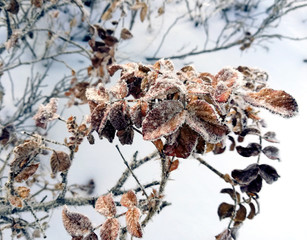 Winter crystal frost rime on a dry tree with frozen snowflackes on branch.