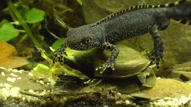 Bergmolche, Alpine newt, Ichthyosaura alpestris