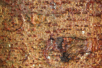 Texture écorce