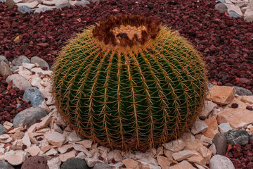 Cactus garden
