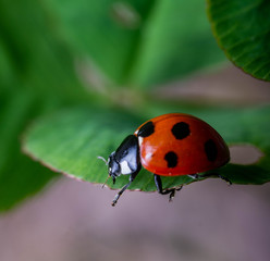Ladybird (ladybug)