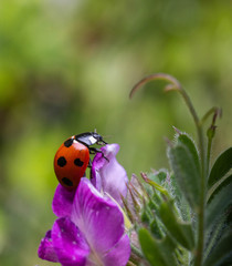 Ladybird (ladybug)