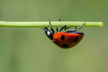 Ladybird (ladybug)