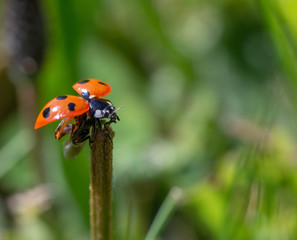 Ladybird (ladybug)
