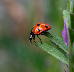Ladybird (ladybug)
