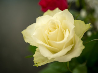 Close up of white yellow rose blooming in vase