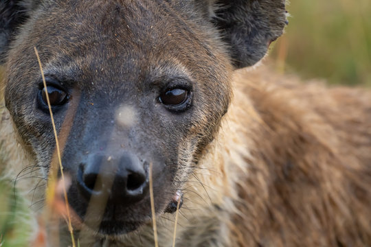 hyena portrait