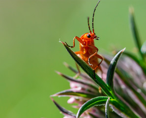 Red soldier beetle