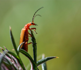Red soldier beetle
