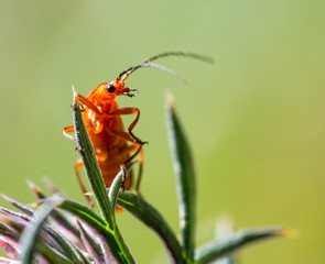 Red soldier beetle