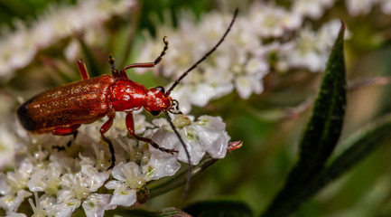 Red soldier beetle