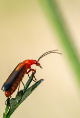 Red soldier beetle