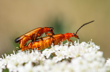 Red soldier beetle