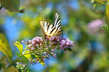 Mariposa