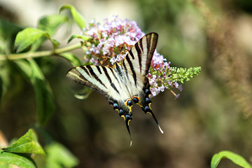 Mariposa