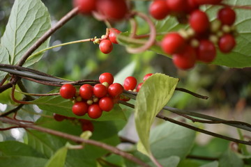 Schizandra chinensis vine with ripe fruits