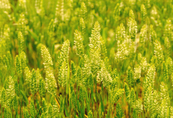 Background. Spikelets grow in a meadow