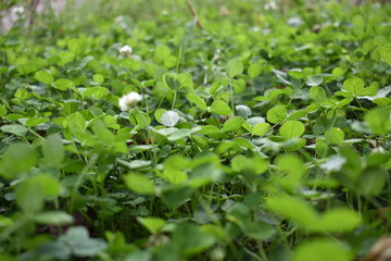 Green grass, little flowers, spring