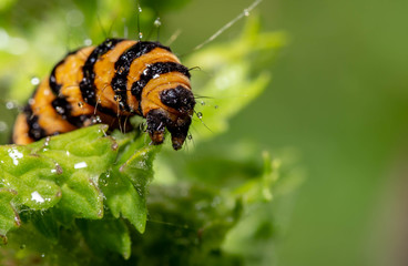 caterpillar of the cinnabar moth
