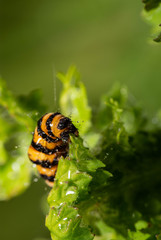 caterpillar of the cinnabar moth