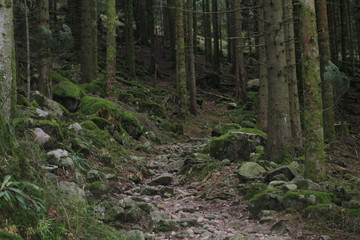 Paysage forêt montagne