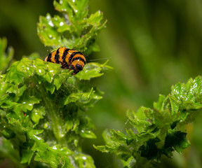 caterpillar of the cinnabar moth
