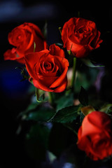 bouquet of red roses on a dark background
