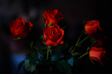 fresh red roses on a dark background
