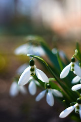 closeup heap of white snowdrop bush in a spring forest