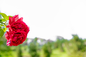 beautiful rose standing in the garden