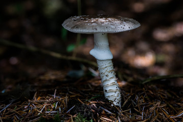 amanita porphyria