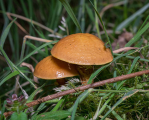 Suillus bovinus - Irish. Co Louth