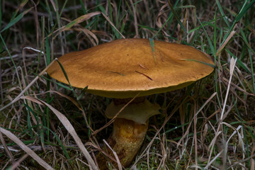 Suillus bovinus - Irish. Co Louth