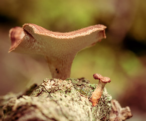 beautiful mushrooms. regretably I don't know name. Photo taken in Ravensdale forest park, co louth, ireland.