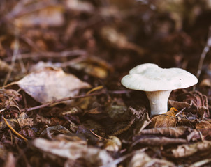 beautiful mushrooms. regretably I don't know name. Photo taken in Ravensdale forest park, co louth, ireland.
